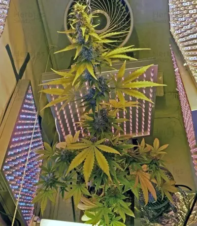 60 Day Wonder Autoflower (DNA Genetics) Cannabis-Samen
