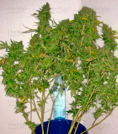 AK-47 regular (Serious Seeds) Cannabis-Samen