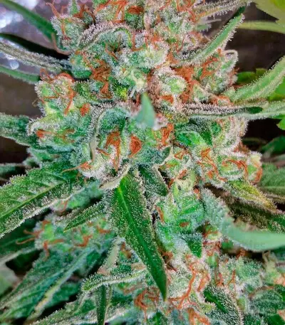 AK-48 Regular (Nirvana Seeds) Cannabis-Samen