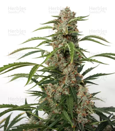 Auto Orange Bud feminisierte Samen (Dutch Passion)