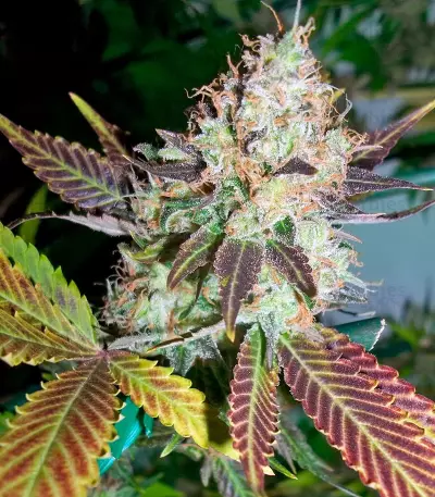 Lucid Bolt (Paradise Seeds) Cannabis-Samen
