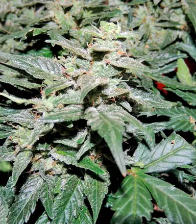 Pakistan Ryder Auto (World of Seeds) Cannabis-Samen