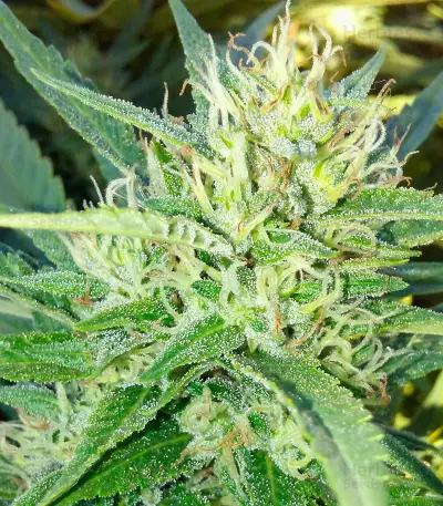 Sweet Black Angel (Samsara Seeds) Cannabis-Samen