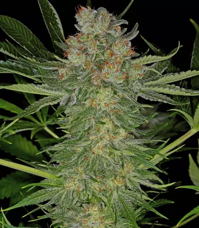Serious Kush (Serious Seeds) Cannabis-Samen