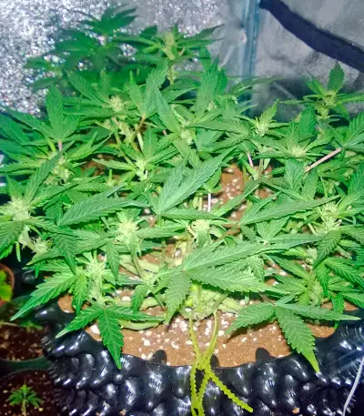 Deep Cheese (Dinafem Seeds) Cannabis-Samen