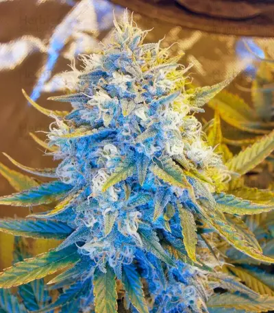 Killer Kush Auto (Sweet Seeds) Cannabis-Samen