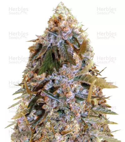 Biggest Bud (Big Bud) Cannabis-Samen