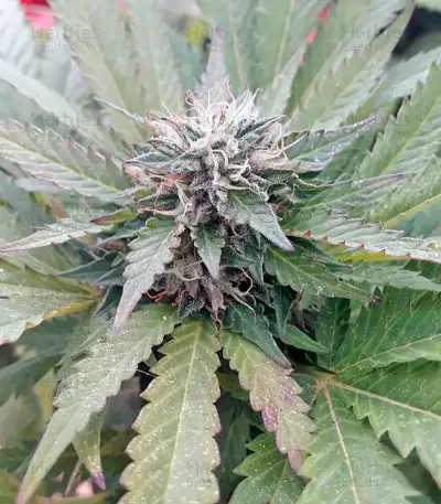 OG Kush (Dinafem Seeds) Cannabis-Samen