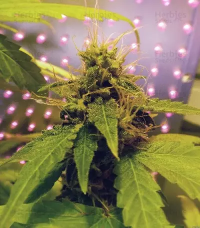 60 Day Wonder Autoflower (DNA Genetics) Cannabis-Samen