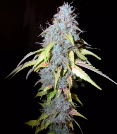 Auto Northern Lights (Pyramid Seeds) Cannabis-Samen