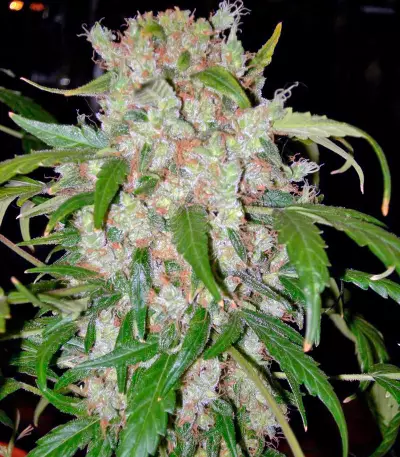 Auto Wembley (Pyramid Seeds) Cannabis-Samen