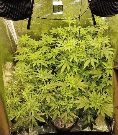 Big Bud (Vision Seeds) Cannabis-Samen