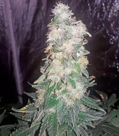 Bubba Kush (Humboldt Seeds Organization) Cannabis-Samen