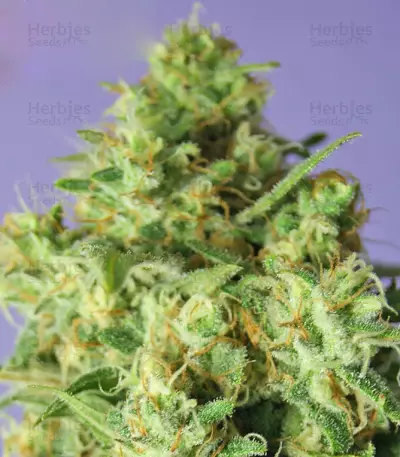 Bulk Smash Auto (Dr. Krippling Seeds) Cannabis-Samen