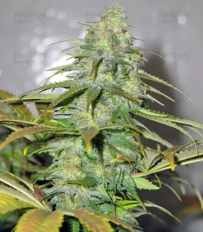 Californian Orange (Dutch Passion) Cannabis-Samen