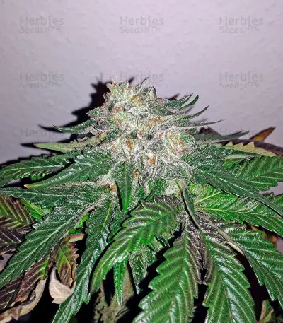 Caramel Kush (00 Seeds)