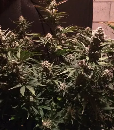 Fast & Vast Auto (Heavyweight Seeds) Cannabis-Samen