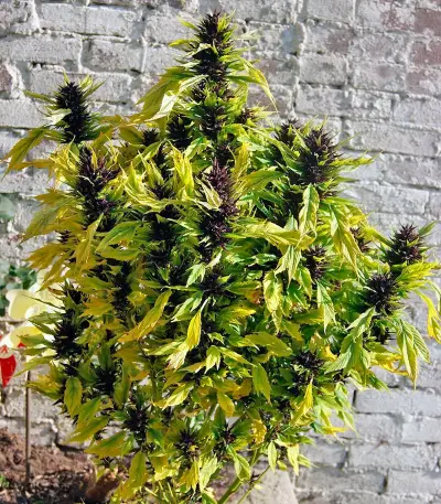 Frisian Duck (Dutch Passion) Cannabis-Samen