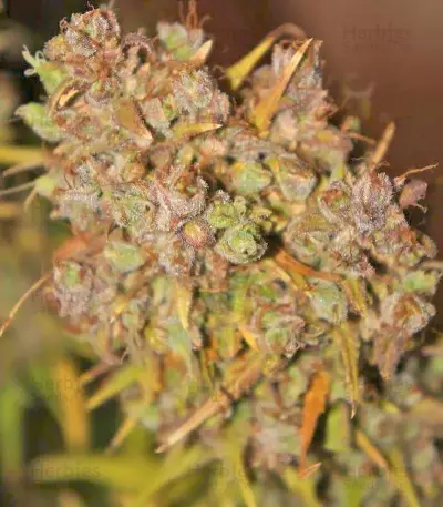 Grapefruit Auto (Fast Buds) Cannabis-Samen