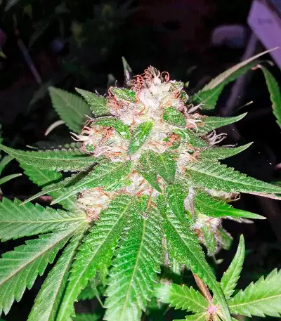 Mataro Blue (Kannabia Seeds) Cannabis-Samen