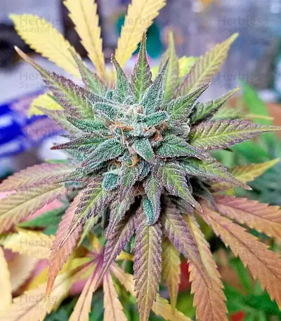 Northern Lights x Big Bud Ryder Auto (World of Seeds) Cannabis-Samen