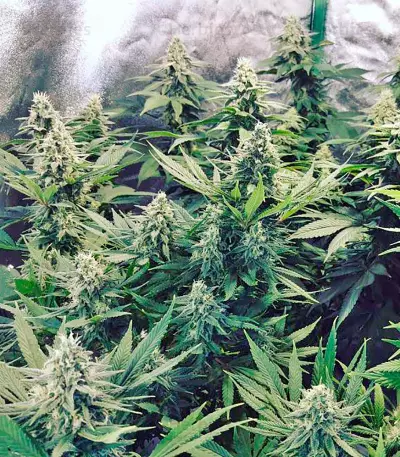 Strawberry Blue (World of Seeds) Cannabis-Samen