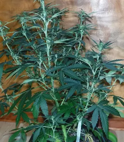 Sugar Black Rose Auto (Delicious Seeds) Cannabis-Samen