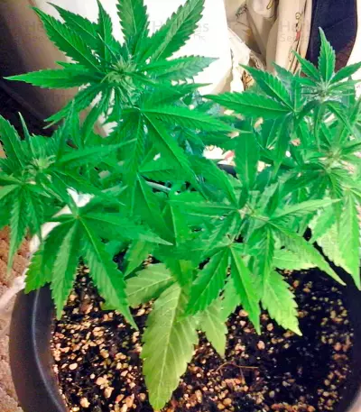 Sugar Mango Ryder Auto (World of Seeds) Cannabis-Samen