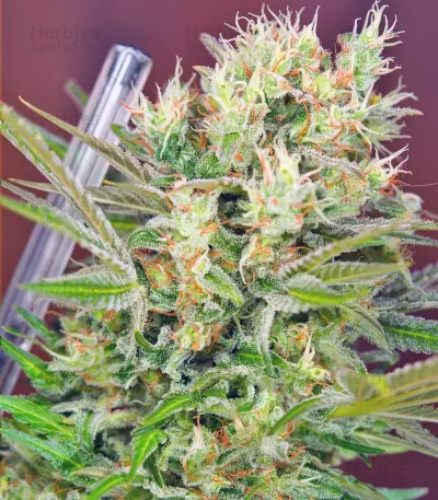 S.A.D. Sweet Afgani Delicious F1 Fast Version (Sweet Seeds) Cannabis-Samen