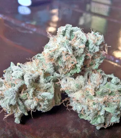 White Siberian (Dinafem Seeds) Cannabis-Samen
