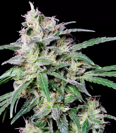 Crystal Candy (Sweet Seeds)