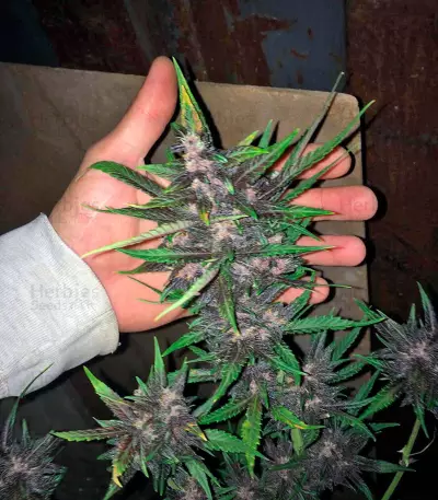 Devil Cream Auto (Sweet Seeds) Cannabis-Samen