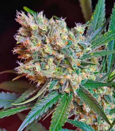 Green Poison F1 Fast Version (Sweet Seeds) Cannabis-Samen