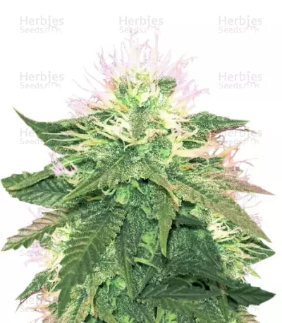 American Pie (Pyramid Seeds) Cannabis-Samen