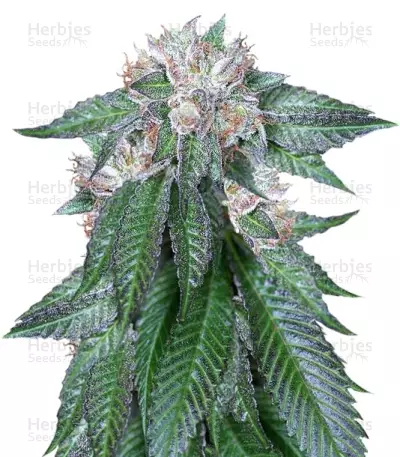 Master Kush (Humboldt Seeds) Cannabis-Samen
