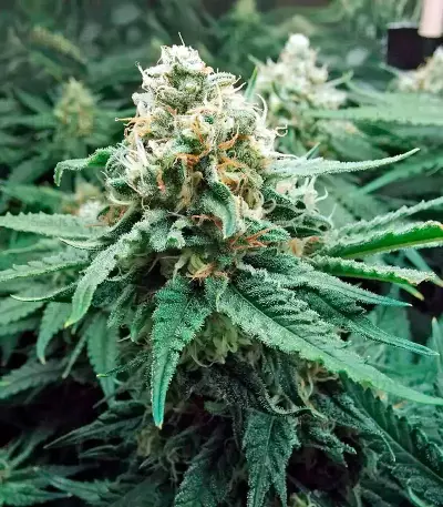 Fruit Punch (Heavyweight Seeds) Cannabis-Samen