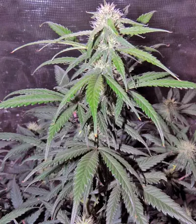 Auto Kryptonite (Pyramid Seeds) Cannabis-Samen