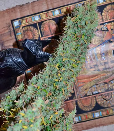 Auto Nefertiti (Pyramid Seeds) Cannabis-Samen