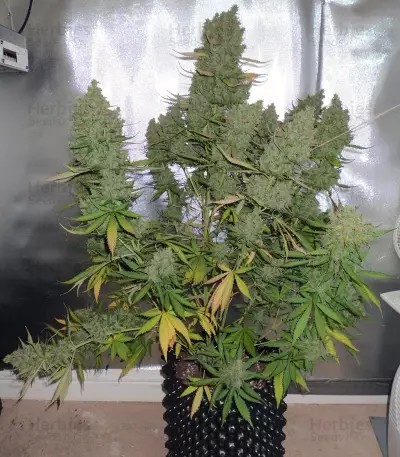 Auto Blueberry (Dutch Passion) Cannabis-Samen