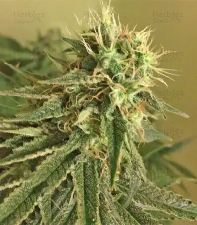 Blue Kripple (Dr. Krippling Seeds) Cannabis-Samen