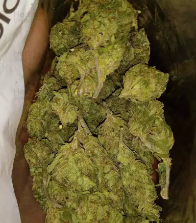 Cheese (Vision Seeds) Cannabis-Samen