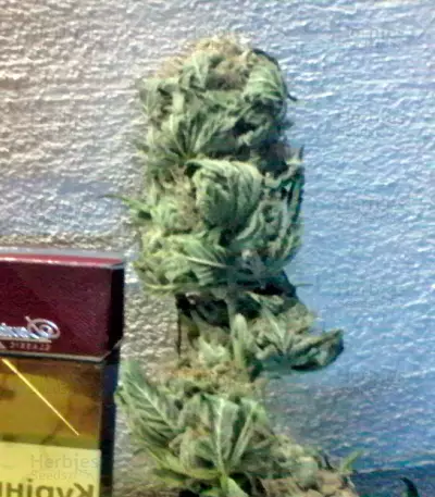 Kaya Gold (Nirvana Seeds) Cannabis-Samen
