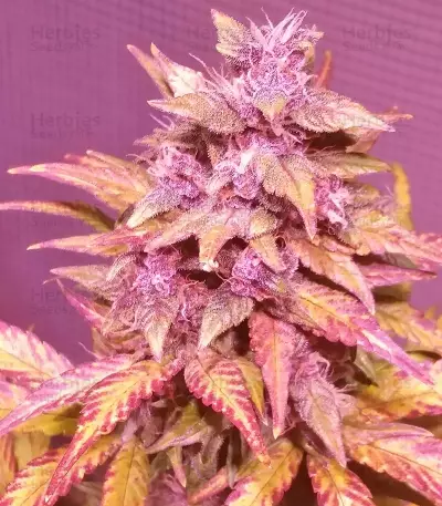 LSD-25 Auto feminisierte Samen