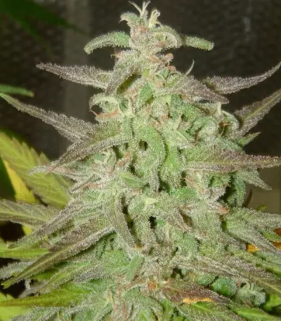 Maroc (Female Seeds) Cannabis-Samen