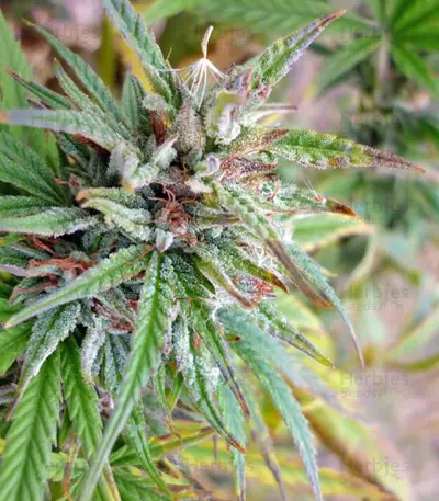 Medusa (Nirvana Seeds) Cannabis-Samen