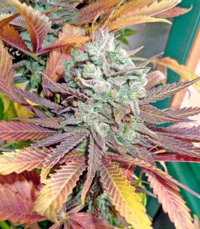 Money Maker (Strain Hunters) Cannabis-Samen