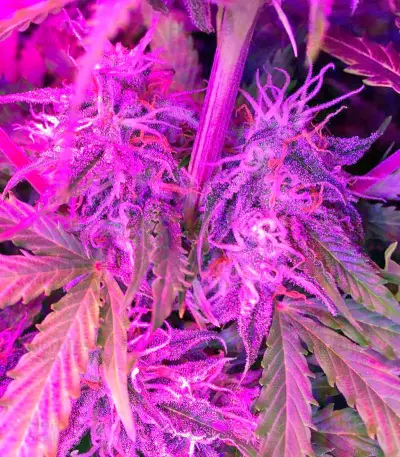 Northern Light Automatic (Nirvana Seeds) Cannabis-Samen