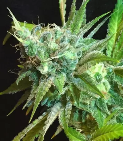 Pineapple Kush (RQS) Cannabis-Samen