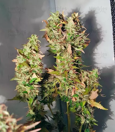 Acid (Paradise Seeds) Cannabis-Samen