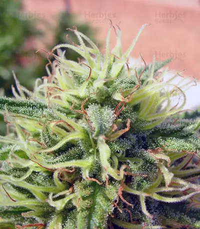 Green Poison (Sweet Seeds) Cannabis-Samen